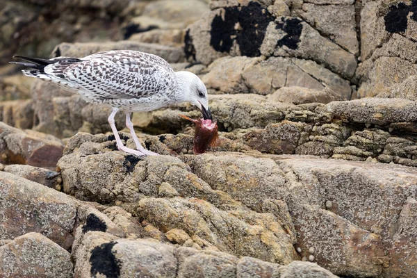 Gaivota cabeça de peixe comendo — Fotografia de Stock