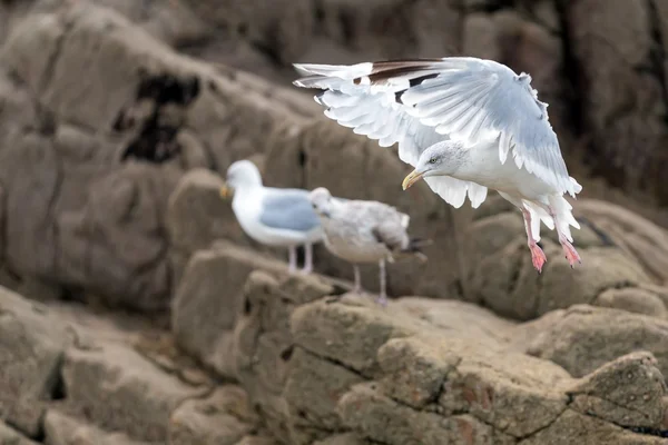 Seagull landing — Stock Photo, Image