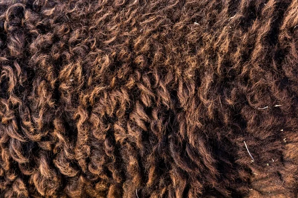 Dark sheep hair — Stock Photo, Image