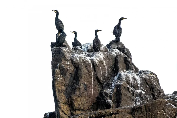 Corvos-marinhos isolados — Fotografia de Stock