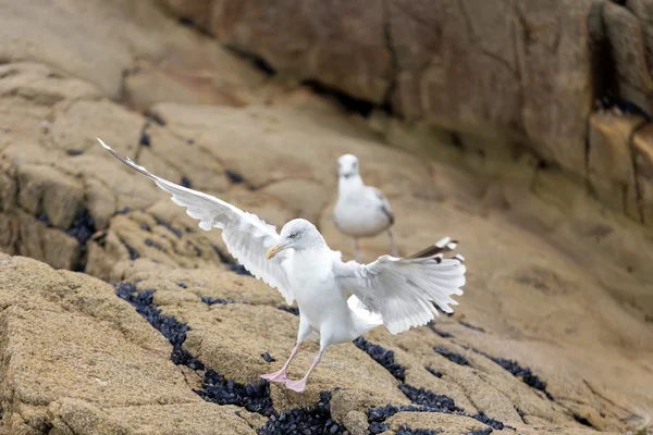 Seagull landing on rock — Stock Photo, Image