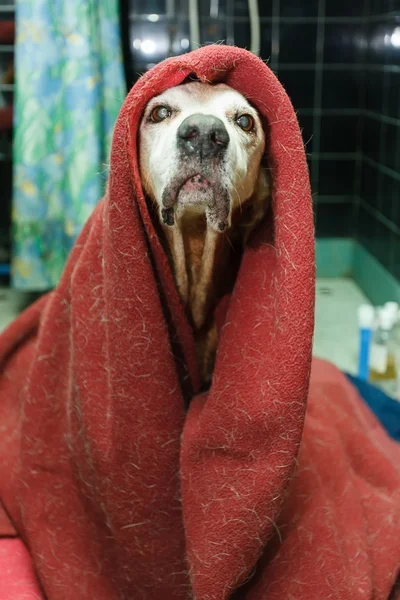 stock image Sick covered dog