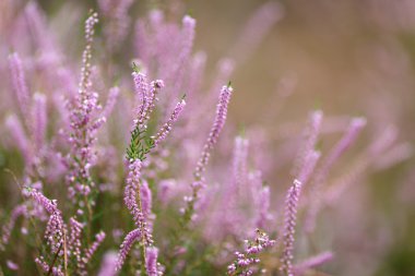 Pembe pastel heather