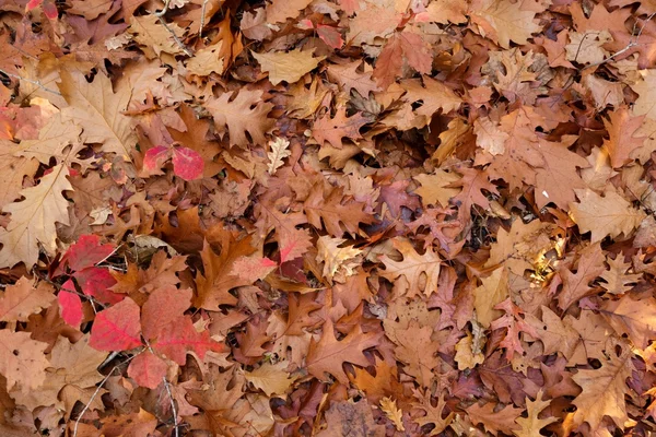 Fallen leaves background — Stock Photo, Image