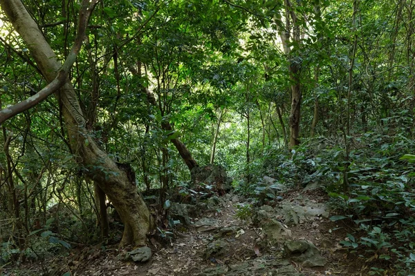 Diepe oerwoud in Cat Ba eiland — Stockfoto