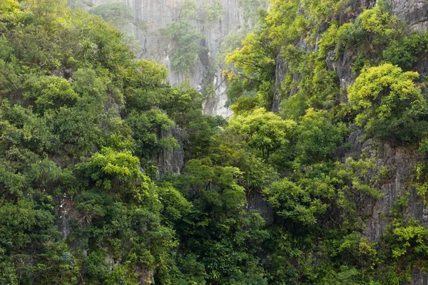 Regenwald auf felsigen Klippen — Stockfoto