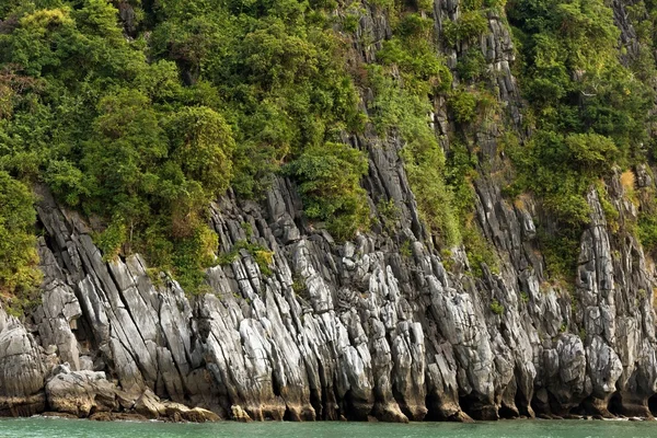 Rocky cliff and tree — Stock Photo, Image