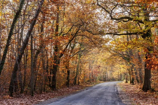 Oak forest in november — Stockfoto