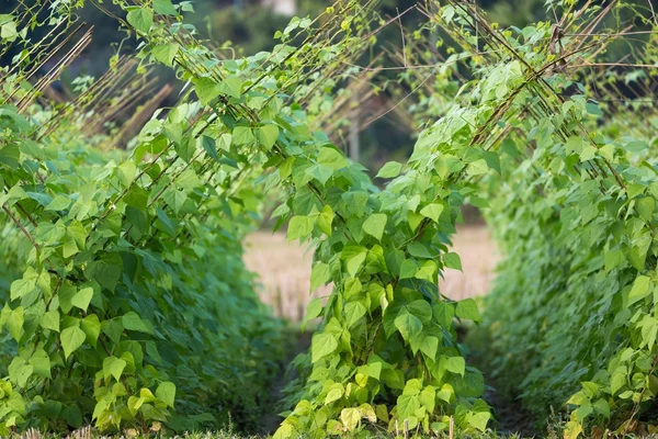 Tropiska bean plantation — Stockfoto