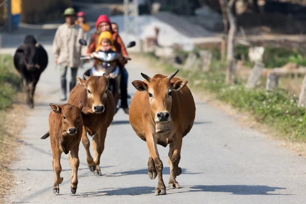 Mucche che corrono in campagna — Foto Stock