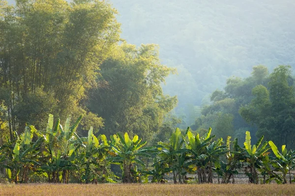 Muz ve bambu ağaçları — Stok fotoğraf