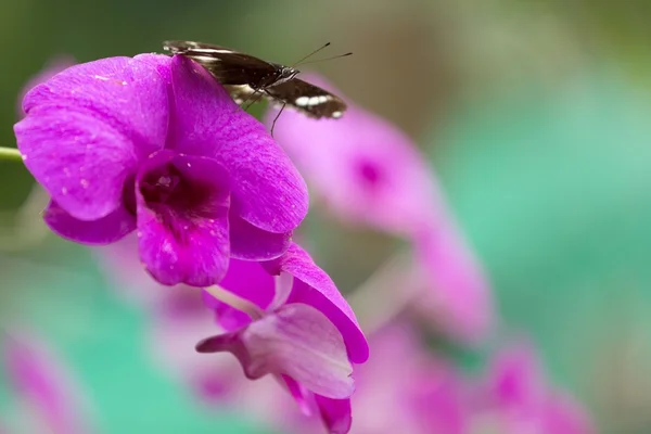 Butterfly on orchid — Stock Photo, Image