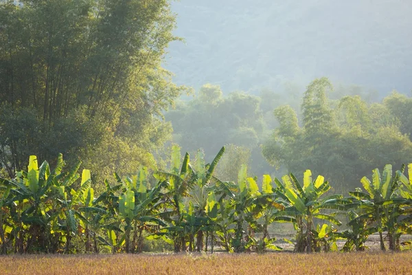 Muz ve bambu ağaçları — Stok fotoğraf