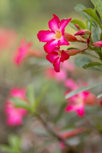 Çöl çiçek gül — Stok fotoğraf