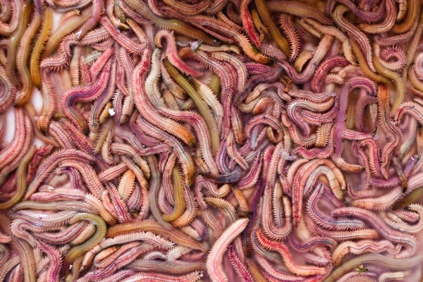 Vermes de areia no mercado — Fotografia de Stock