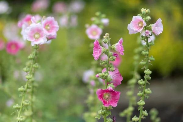 Alcea Rosea blommor — Stockfoto