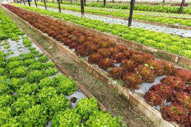 Organic salad field