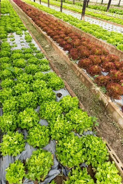 Organic salad field — Stock Photo, Image