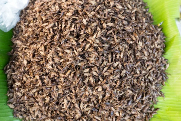 Langosta y grillo a la parrilla — Foto de Stock