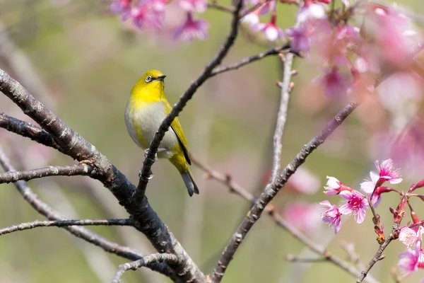 Oriental White-eye bird — Stock Photo, Image