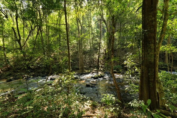 Jungle en rivier in Inthanon Park — Stockfoto