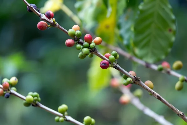 Bacche di caffè — Foto Stock