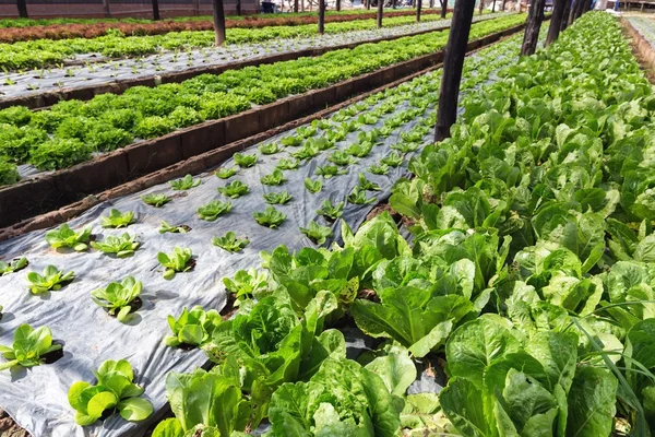 Organic salad field — Stock Photo, Image