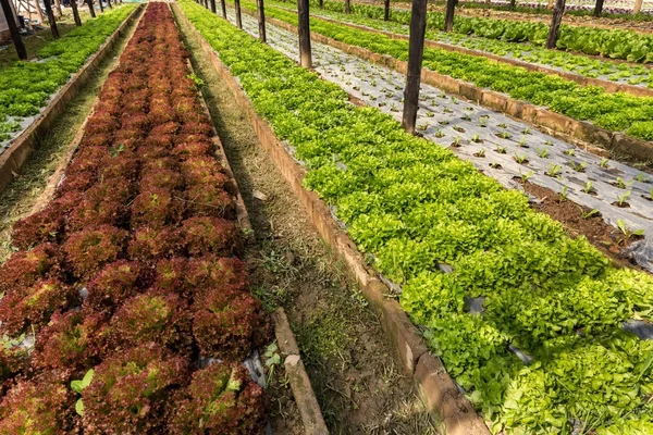 Organic salad field — Stock Photo, Image