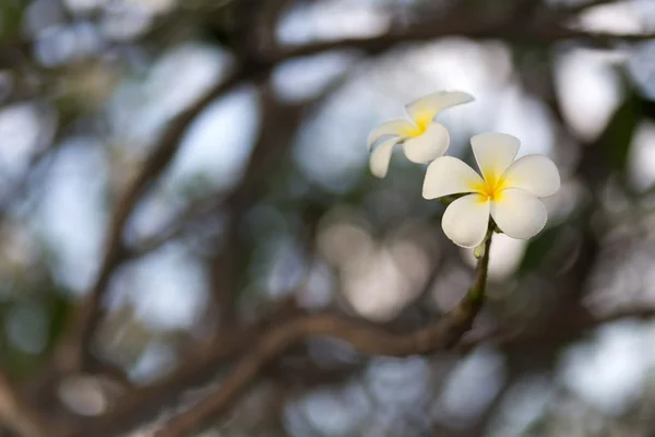 Weiße Frangipani-Blüte — Stockfoto