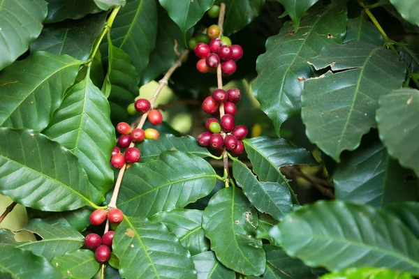 Reife Kaffeebohnen — Stockfoto