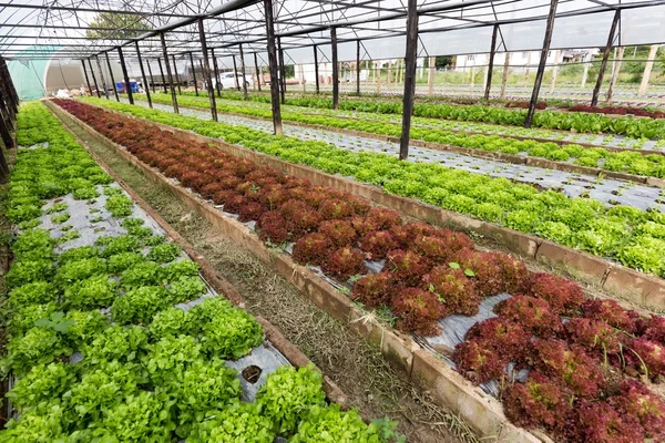 Organic salad field — Stock Photo, Image