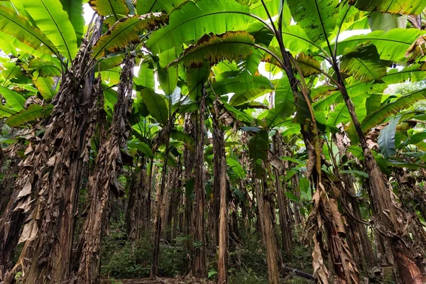 Banana tree plantation — Stock Photo, Image