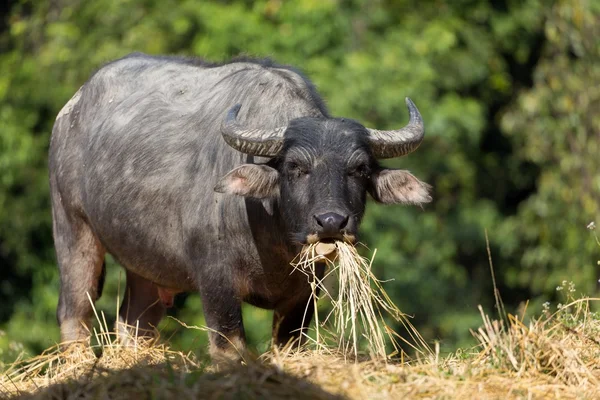Buffalo che mangia fieno — Foto Stock