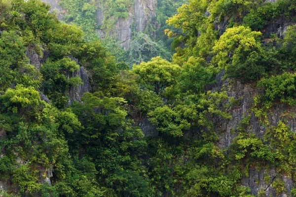 Rainforest on rocky cliff — Stock Photo, Image