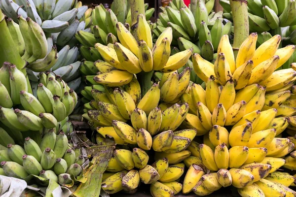 Frische Bananenstauden — Stockfoto