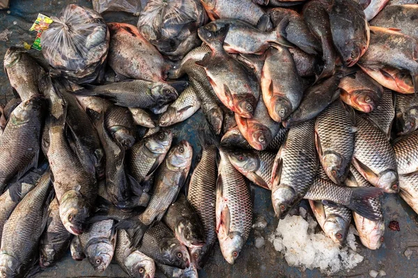 Pesci freschi nel mercato asiatico — Foto Stock