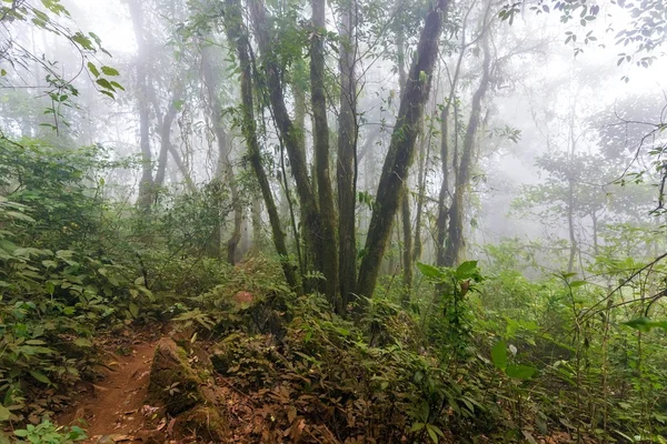 Rotsachtige jungle — Stockfoto