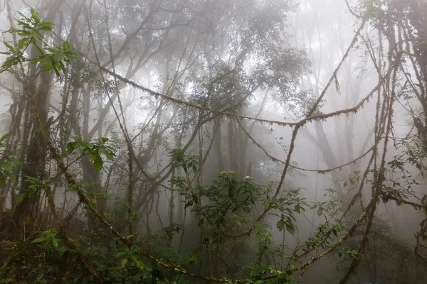 Туманные джунгли — стоковое фото