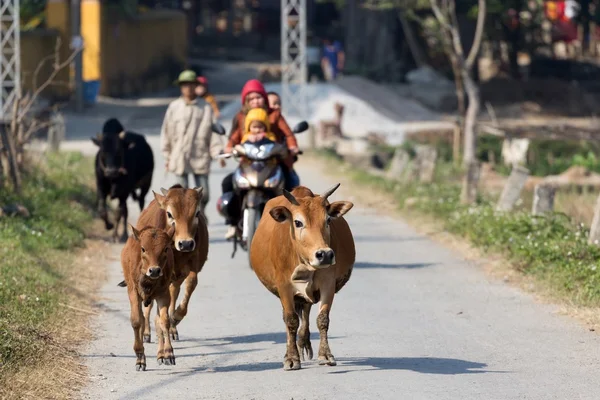 Αγελάδες τρέχει στην ύπαιθρο — Φωτογραφία Αρχείου