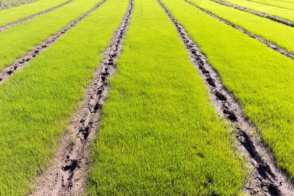 Novo campo de arroz — Fotografia de Stock