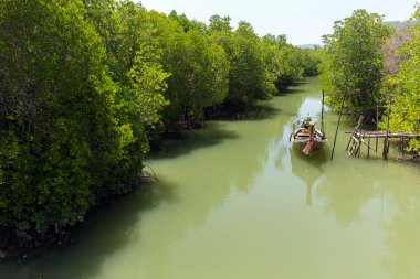 Sisli orman arka plan