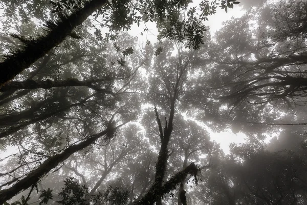 Sfondo nebbioso giungla — Foto Stock