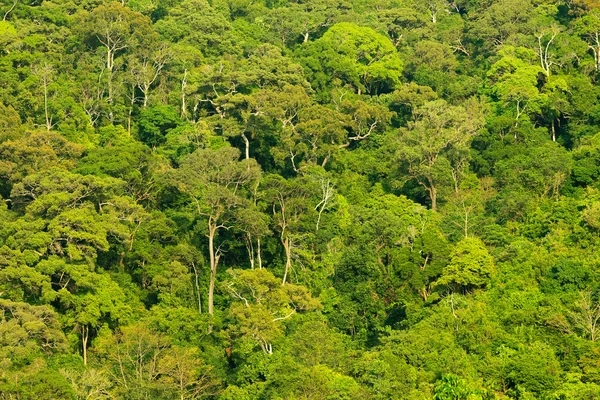 Sfondo nebbioso giungla — Foto Stock