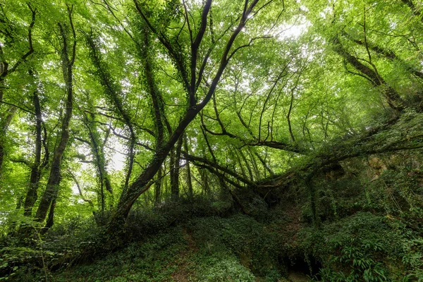 Hornbeam temperate forest — Stock Photo, Image