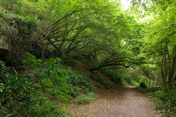 Sökvägen i avenbok tempererade skogen — Stockfoto