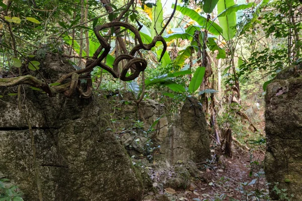 안개 낀 정글 배경 — 스톡 사진