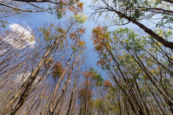 Plantation d'arbres en caoutchouc — Photo