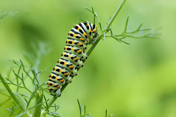 Machaon kelebeğin tırtıl