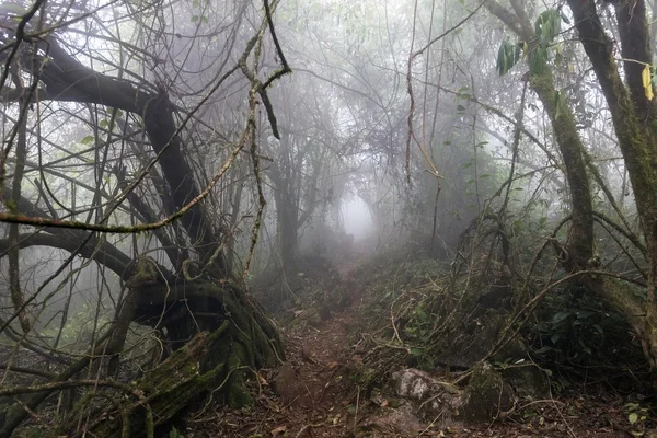 Camino del horror en el bosque —  Fotos de Stock