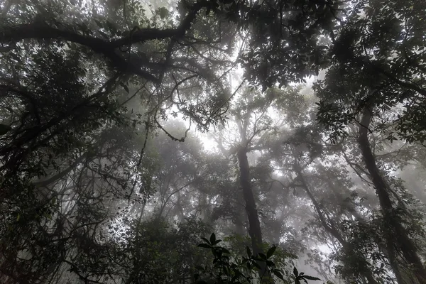 Misty jungle — Stock Photo, Image